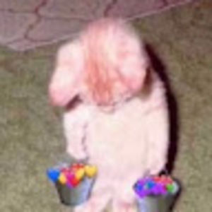 Meet your Posher, Lucy